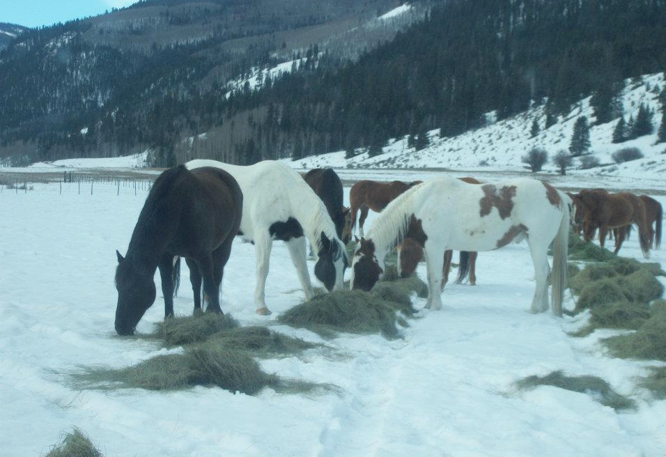 4UR all-inclusive Colorado guest ranch horses.
