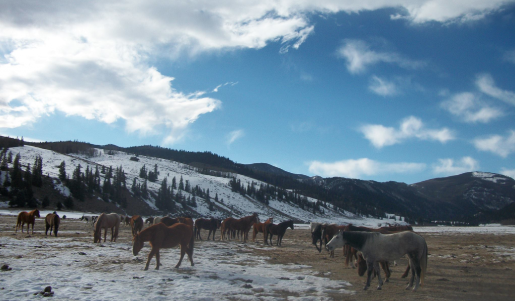 Colorado guest ranch horseback riding.