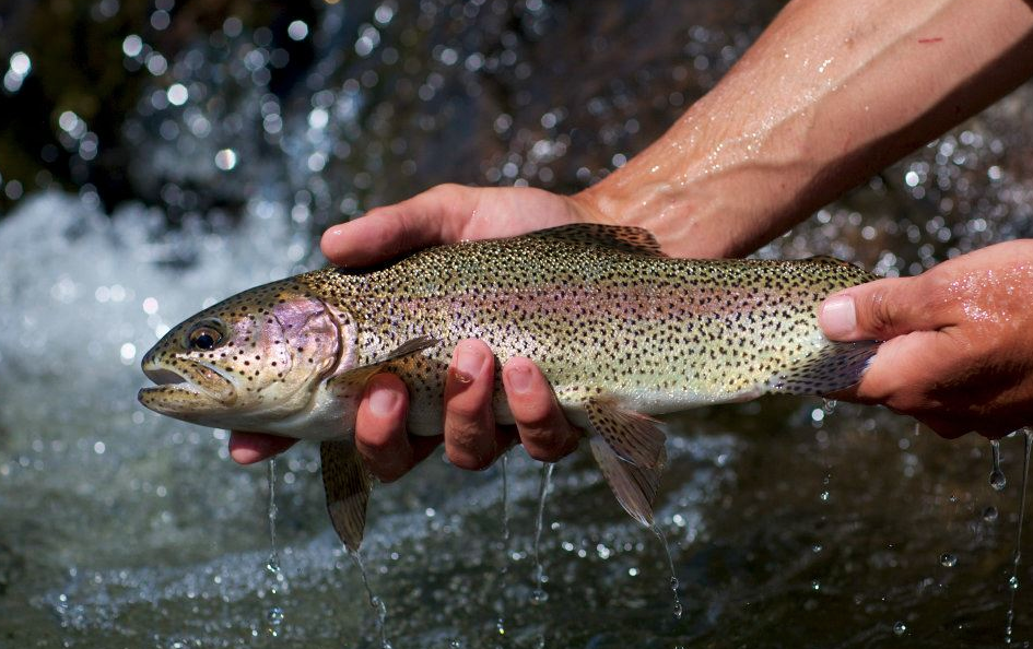 Colorado Family Guest Ranch offers superlative fishing.