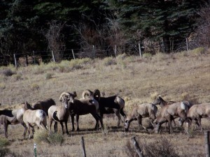 colorado-ranch-wildlife