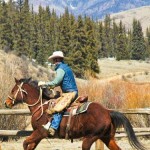 wrangler dresses in chinks trots bay quarter horse in arena