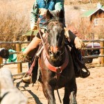 Wrangler neck reigns brown horse to gallop toward camera