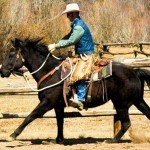 Wrangler riding black quarter horse