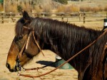 Profile of bay quarter horse with a Roman nose