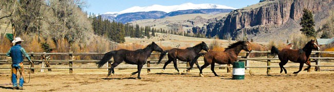 Horses gallop in guest ranch arena on a spring morning