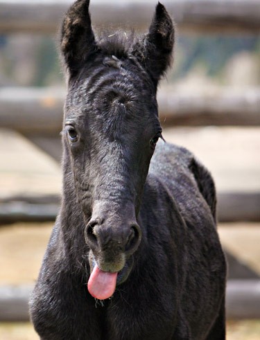 black baby filly horse sticks tongue out at camera