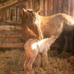 palomino baby horse nurses while mother nuzzles him