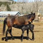 black baby horse nurses while bay mother nuzzles 
