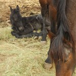 baby horse sleeps while bay mother eats
