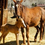 palomino colt with white blaze stands close to brown mother under chin
