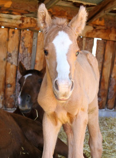 white baby horses playing