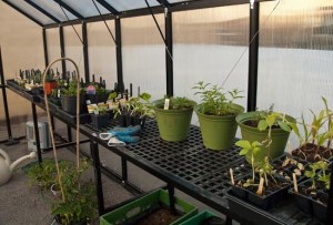 potted plants and herbs sprout inside greenhouse