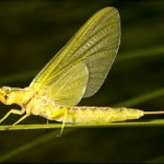 golden mayfly sits on a stem near goose creek 