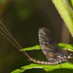 green drake mayfly spreads its wings on a half bitten leaf