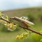 a salmonfly crawls up a willow branch on fly fishing guest ranch