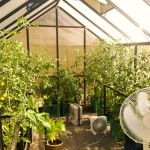 tomato plants reach to over five feet inside ranch greenhouse