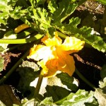 a zucchini blossom in the 4UR garden, next to yellow squash