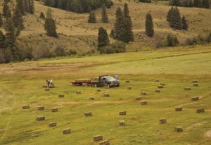 picking up hay in colorado guest ranch pasture