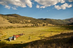 new holland tractor with attached baler sits among baled hay in ranch field