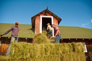 team of ranch hands stack hay harvest into historic ranch barn