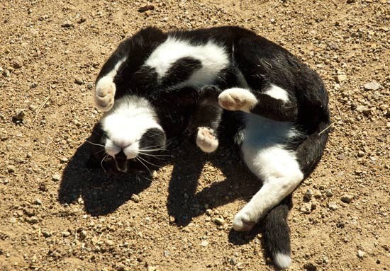 black and white cat rolls on dirt road