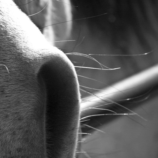 horse sniffs camera and gets clear shot of whiskers