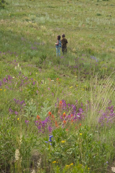purlple locoweed sits in foreground as two children play in the background on a grassy Colorado hillside