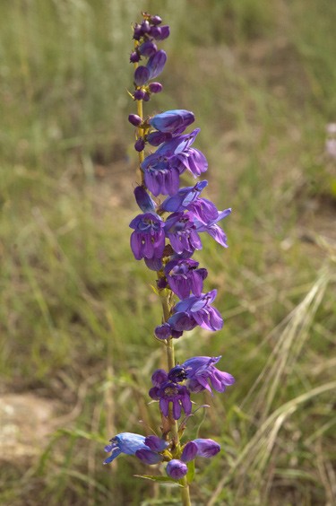 Close up of Rocky Mountain Penstermon purple flower