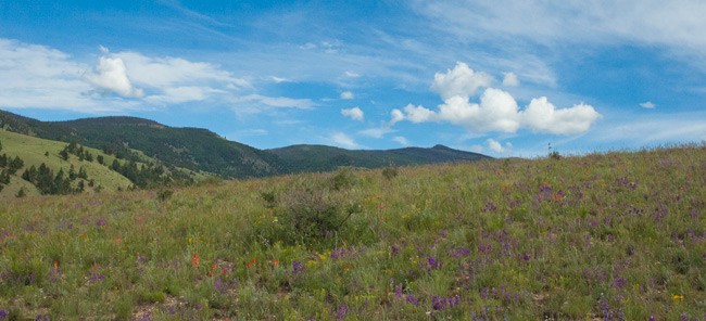 foreground of flowery mesa with dark green mountains and blue sky in background