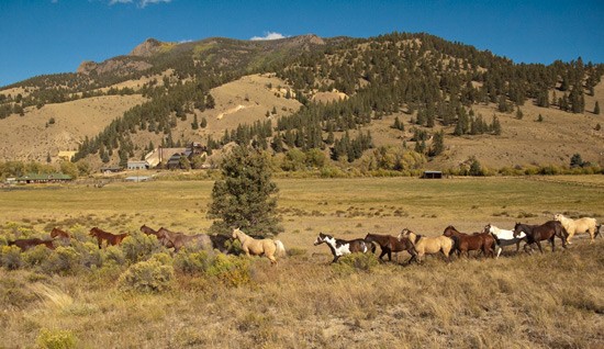 horses climb along a hillside to their fall rocky mountain pasture