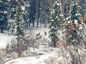 Elk hide out in the trees near 4UR Ranch