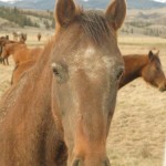 close up of brown horse with white specks on forehead 