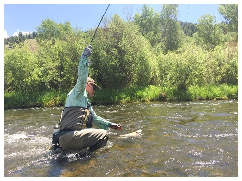 fly fishing angler bends down in the water to rettrieve his catch without a net with willow bushes in the background on a bright sunny day