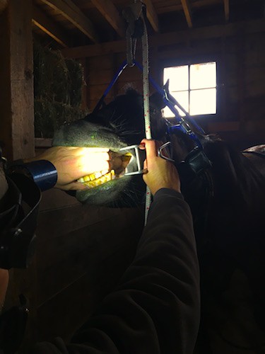 CEqD has a spacer in horses mouth, checking the wear of back molars. 