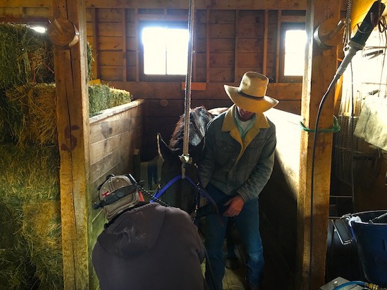 Head Wrangler Damon helping dentist Troy Walck raise the head of a sedated horse. 