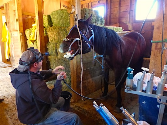 CEqD Walck has spacer in horses mouth, getting ready to grind out inconsistencies in the teeth. 