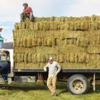 4UR ranch employees loading hay bales