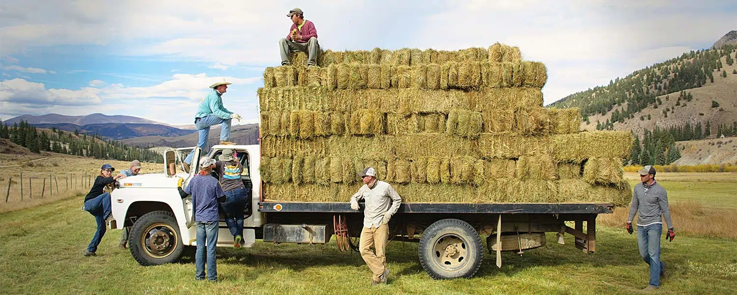 4UR ranch employees loading hay bales