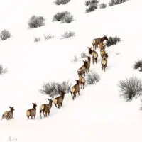 Elk running uphill in winter, wildlife to view