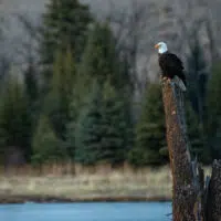 Bald eagle perched to hunt, wildlife to view