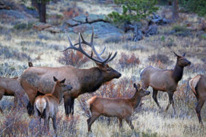 Elk in Colorado