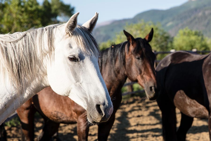 horses