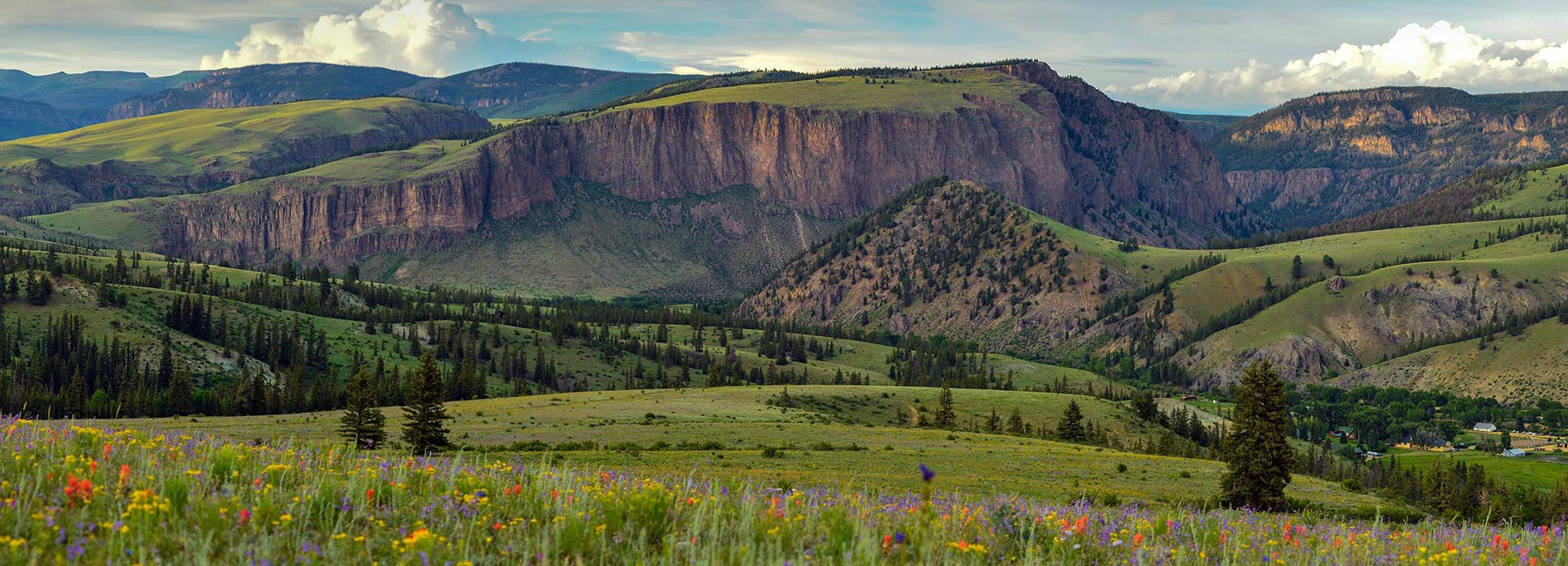 wild flower meadows and mountains in Colorado