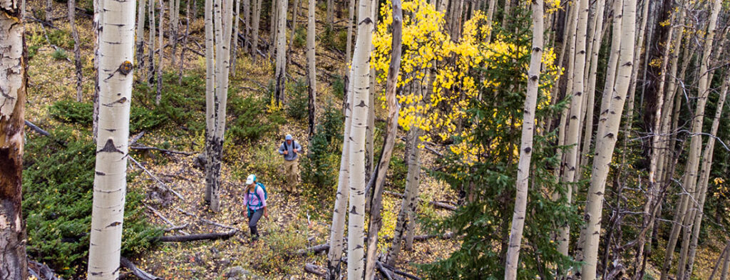hiking through aspen