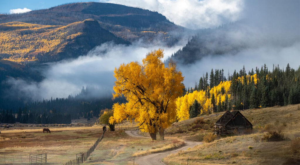 tree with yellow fall leaves
